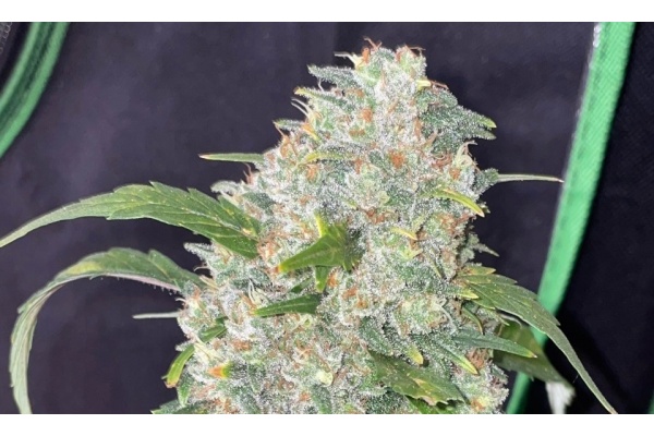 Growing Review of the Strawberry Cough Strain