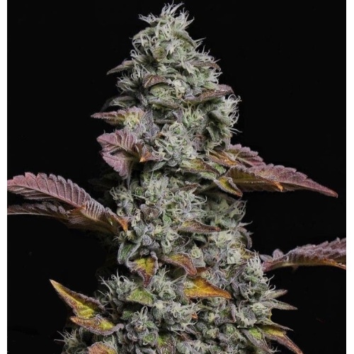 https://quebeccannabisseeds.com/image/thumbnails/18/c4/Auto_OG_Jack_Cannabis_Seeds_jpg-101448-500x500.jpg