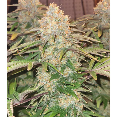 Godfather OG Cannabis Seeds Feminized