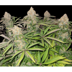 Ultimate Godfather OG Strain Review & Effects