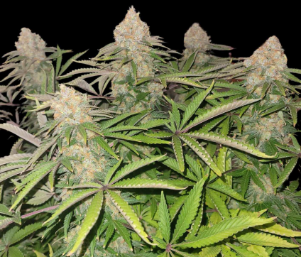 Ultimate Godfather OG Strain Review & Effects