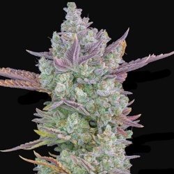 Strawberry Kush Cannabis Seeds