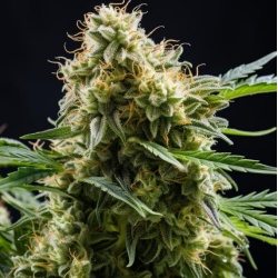 Auto Emperor Jack Cannabis Seeds Feminized
