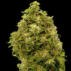 CBD Zero Cannabis Seeds