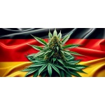 L'Allemagne légalise le cannabis pour usage personnel