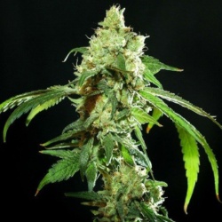 CBD Cannatonic Graines de Cannabis Féminisées