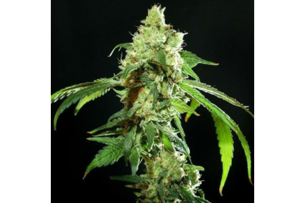 Best Marijuana Seeds to Grow in the United States: Top 10 High-THC Strains for Indoor & Outdoor Gardens (2024 Guide)