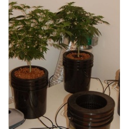 Affordable Hydroponics: How To Set Up A Budget-Friendly DWC System For Growing Cannabis