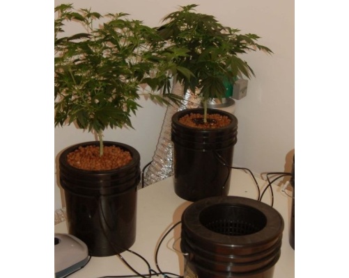 Affordable Hydroponics: How To Set Up A Budget-Friendly DWC System For Growing Cannabis