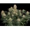 Auto Skunk #1 Cannabis Seeds