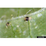 Les tétranyques (Spider Mites) le pire ennemi du jardin d'intérieur