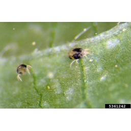 Spider Mites: Worst Enemy of the Indoor Garden