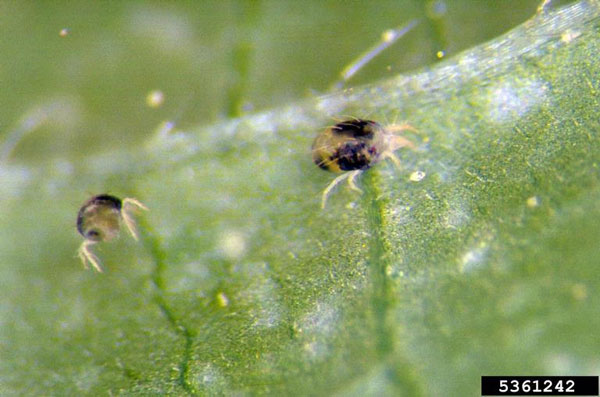 Les tétranyques (Spider Mites) le pire ennemi du jardin d'intérieur