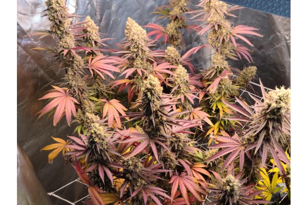 Light Deprivation (“Light Dep”) Techniques for Greenhouse Cannabis Cultivation