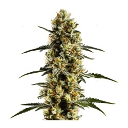 CBD Candida Cannabis Seeds Feminized