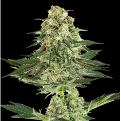 Banana Kush Cannabis Seeds Feminized