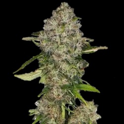 CBD Black Gold Autoflower Cannabis Seeds Feminized