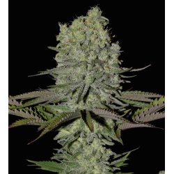 CBD Painkiller XL Feminized Cannabis Seeds