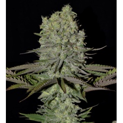 CBD Painkiller XL Feminized Cannabis Seeds