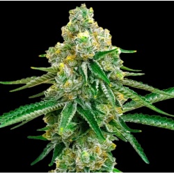 Jack Herer Cannabis Seeds Feminized