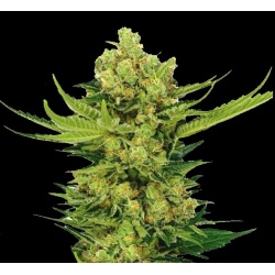 Cheese Autoflower Cannabis Seeds Feminized