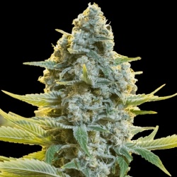 Moby Dick Cannabis Seeds Feminized