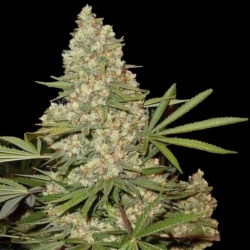 Skunk No.1 Cannabis Seeds Feminized