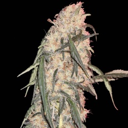 Banana Sherbet Autoflower Cannabis Seeds Feminized