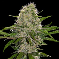 Critical Magic Cannabis Seeds Feminized