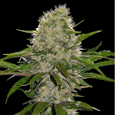Critical Magic Cannabis Seeds