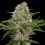 Critical Magic Cannabis Seeds Feminized