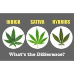 Sativa vs. Indica vs. Hybrid Cannabis