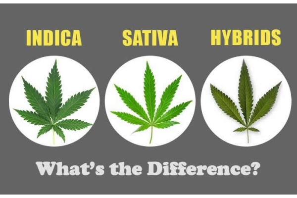 Sativa vs. Indica vs. Hybrid Cannabis