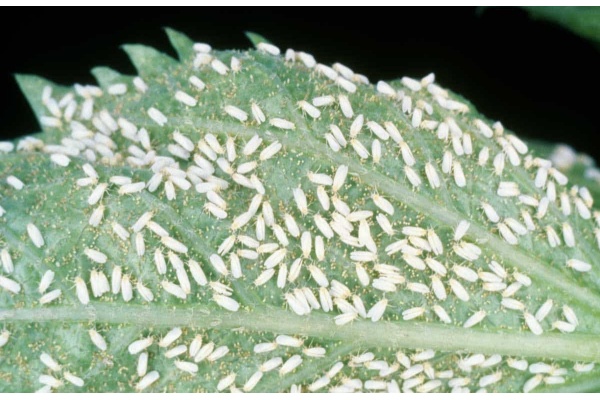 Whiteflies In Cannabis Plants? What you should do?