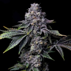 Bay Burger Cannabis Seeds Feminized