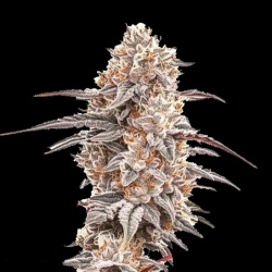 Biscotti Cannabis Seeds Feminized