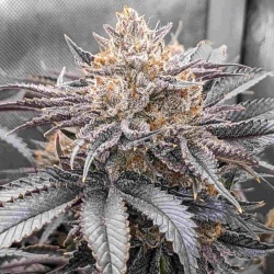 Cherry Gar-See-Ya  Feminized Marijuana Seeds