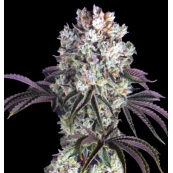 Glookies Cannabis Seeds Feminized