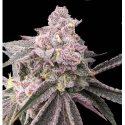 Pink Slurricane cannabis seeds