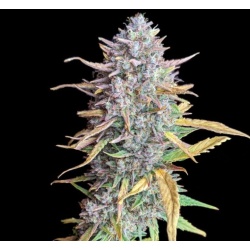 Strawberry Banana Fast Version Cannabis Seeds Feminized