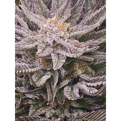 Sugar Black Rose Cannabis Seeds Feminized