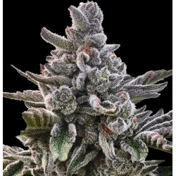 Acai Jelly Cannabis Seeds Feminized,