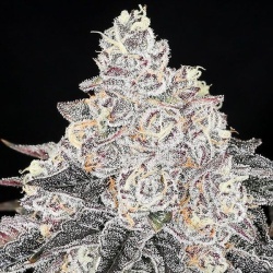 frozen black cherry strain