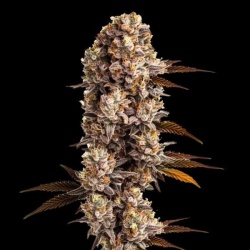 Star Killer Cannabis Seeds Feminized