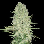 White Widow Cannabis Strain Review: Flavor, Effects, and Growing Guide