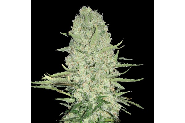 White Widow Cannabis Strain Review: Flavor, Effects, and Growing Guide