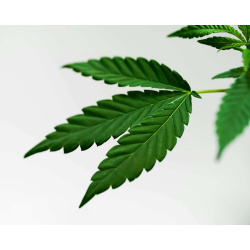 Understanding the Different Leaves of Cannabis