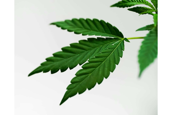 Understanding the Different Leaves of Cannabis