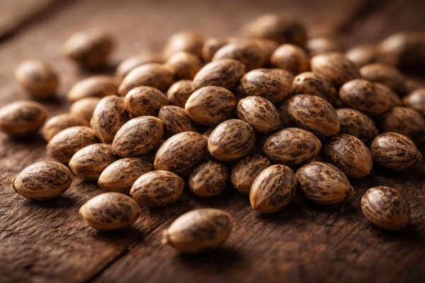 Essential Tips for Germinating Weed Seeds