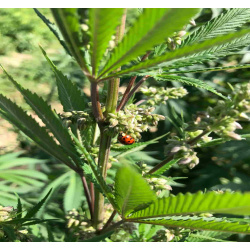 Understanding the Role of Male Weed Plants